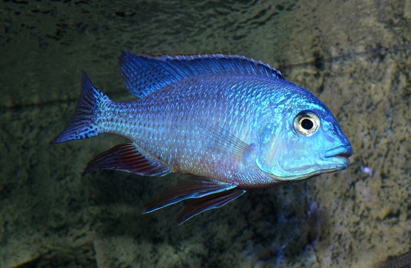 Protomelas taeniolatus 'Nkhata Bay'